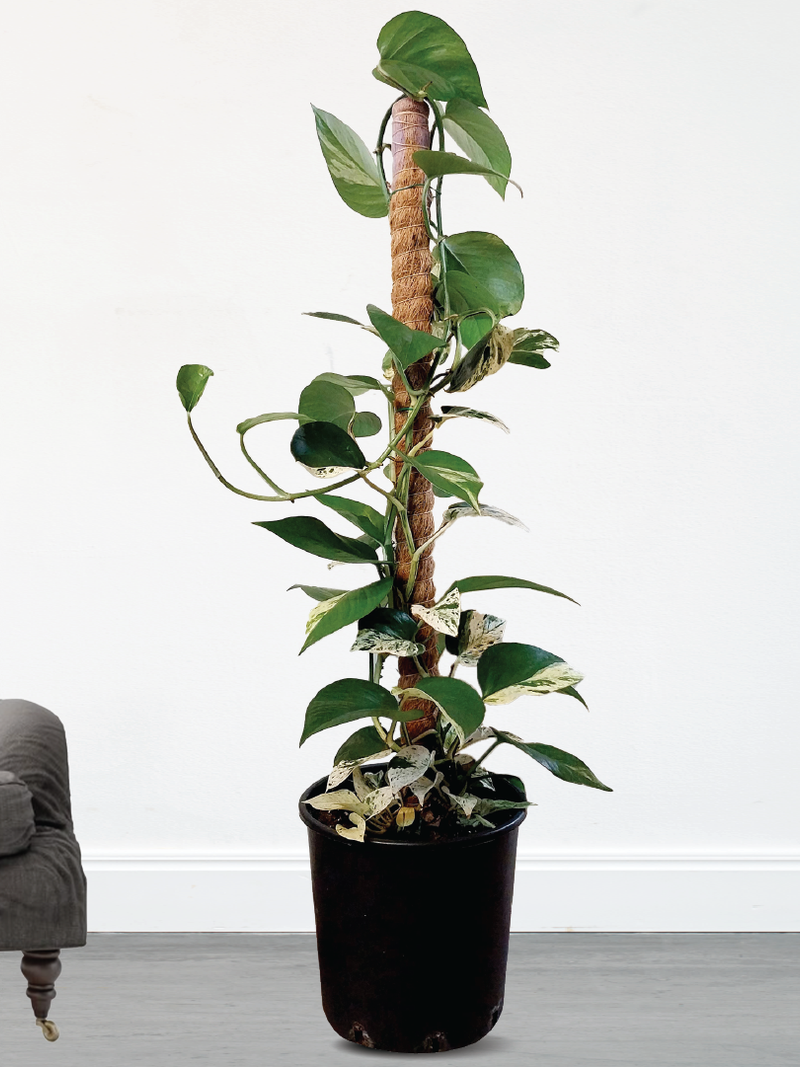 EPIPREMNUM PINNATUM, MARBLE QUEEN