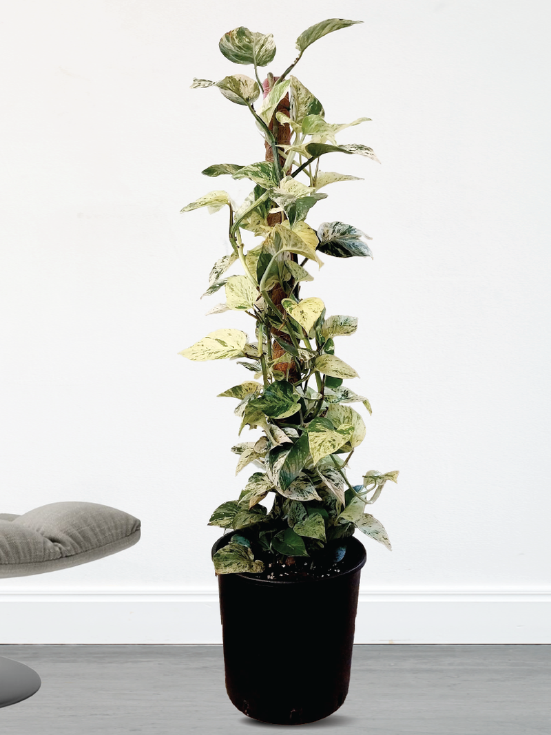MARBLE QUEEN POTHOS
