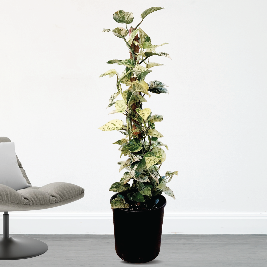 large marble pothos MARBLE QUEEN POTHOS – Plantology Lab Trading