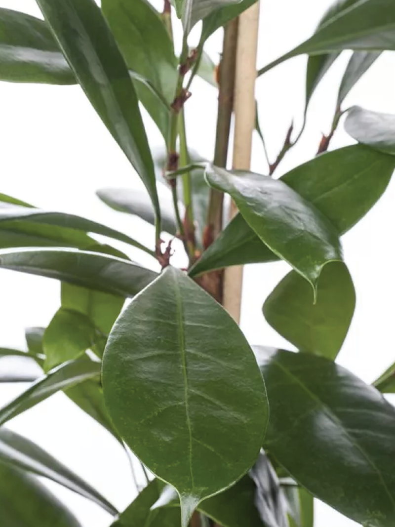 FICUS CYATHISTIPULA TREE