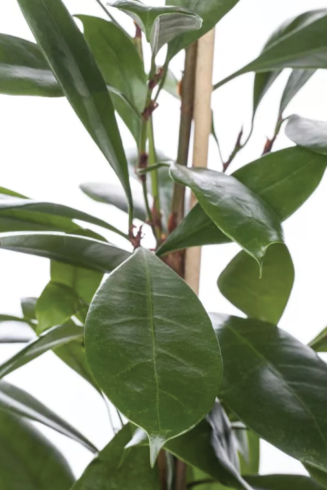 FICUS CYATHISTIPULA TREE