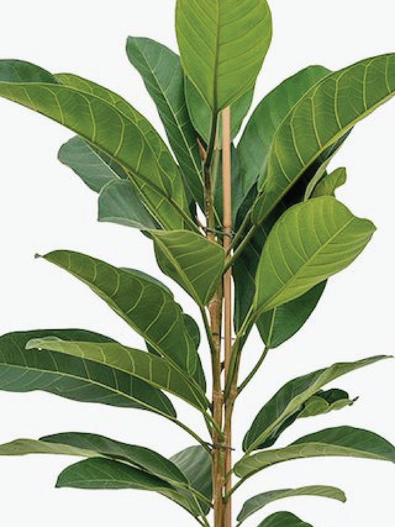 FICUS BENGHALENSIS TREE