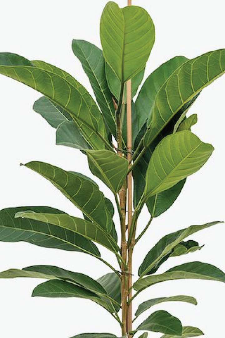 FICUS BENGHALENSIS TREE