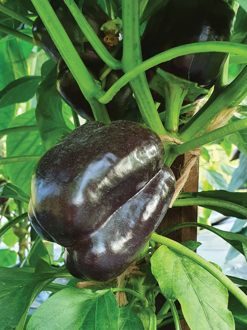 ORGANIC MIDNIGHT DREAM SWEET PEPPER SEEDLING <br>شتلات الفلفل البارد ميدنايت دريم العضوية