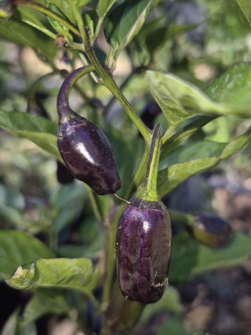 ORGANIC PURPLE TIGER CHILI PEPPER SEEDLING <br> شتلات الفلفل الحار بيربل تايقر العضوية