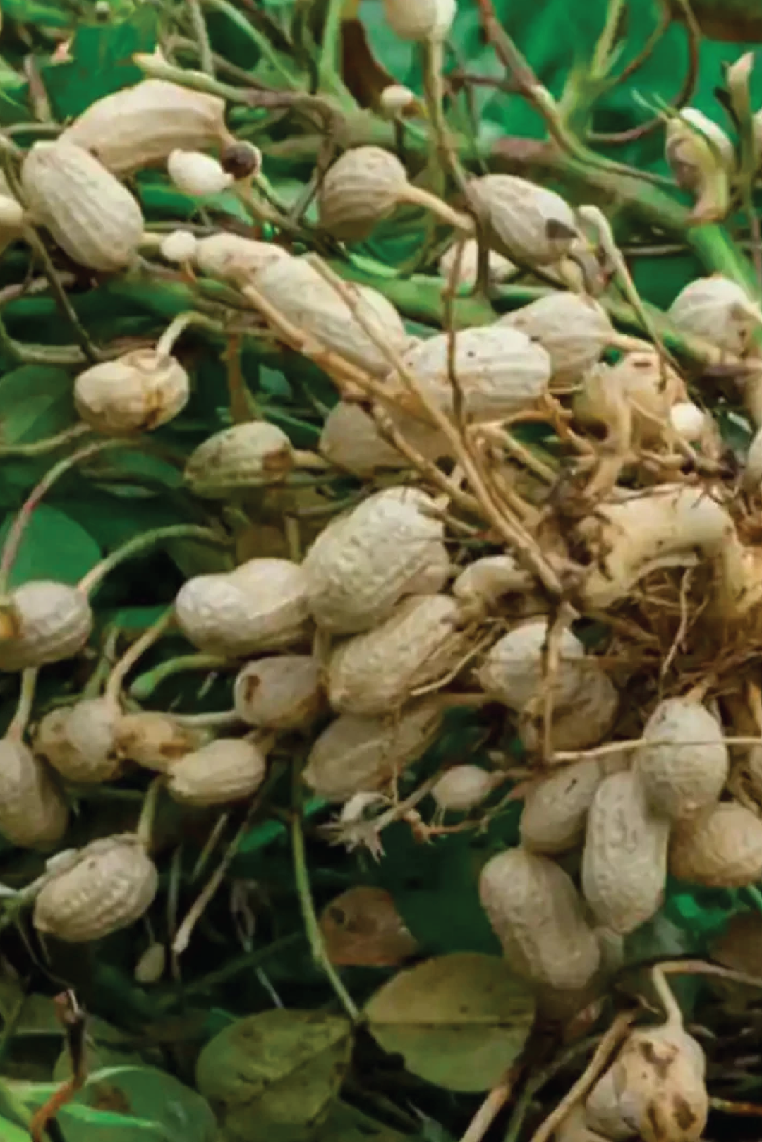 PEANUT SEEDLING <br> شتلات الفول السوداني