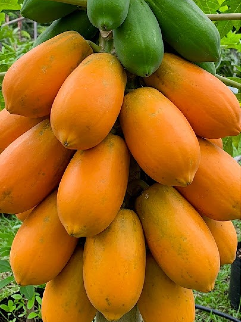 PAPAYA SEEDS