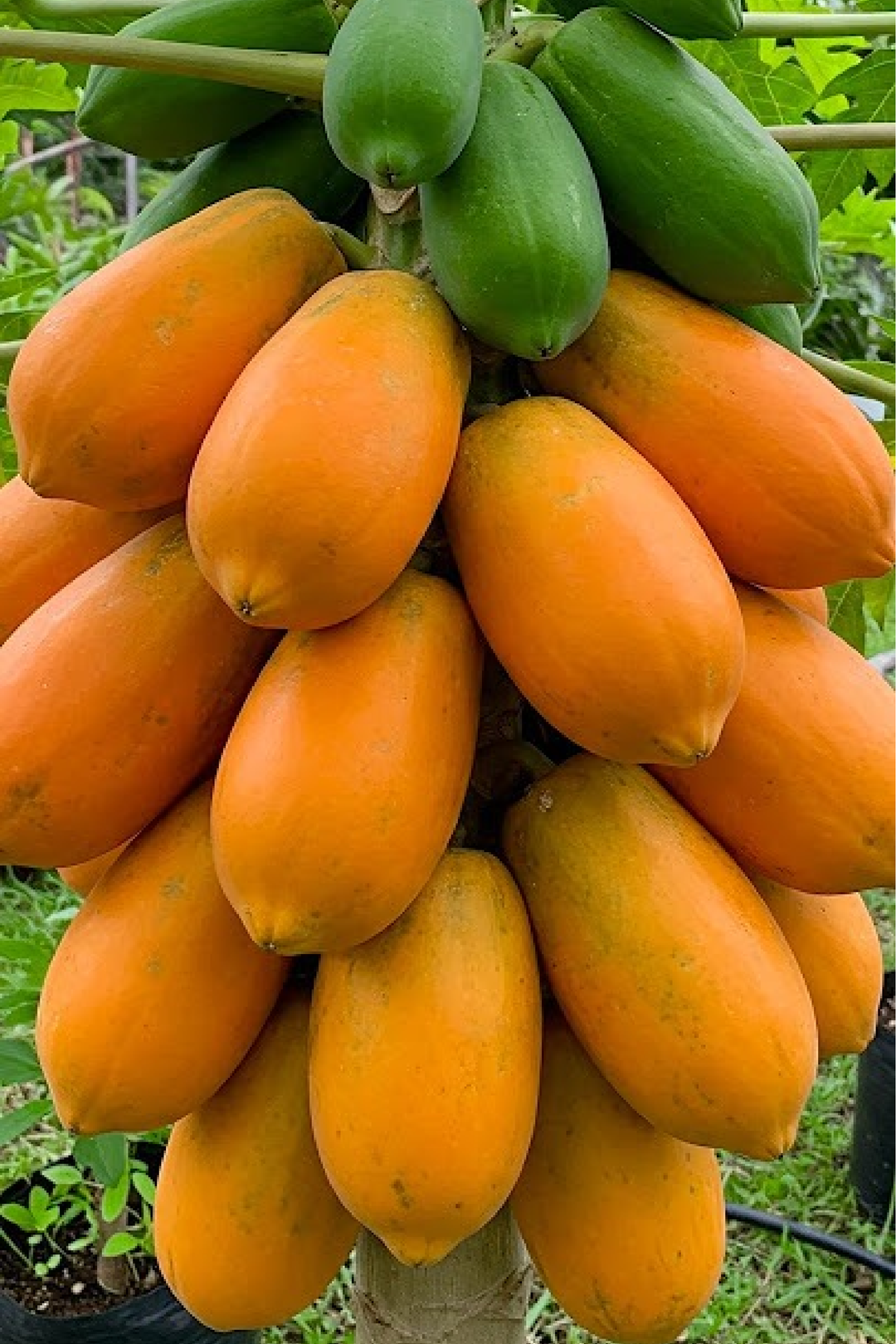 PAPAYA SEEDS