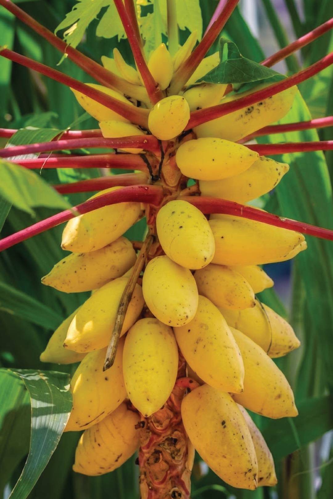 GOLDEN CREAMY PAPAYA SEEDS