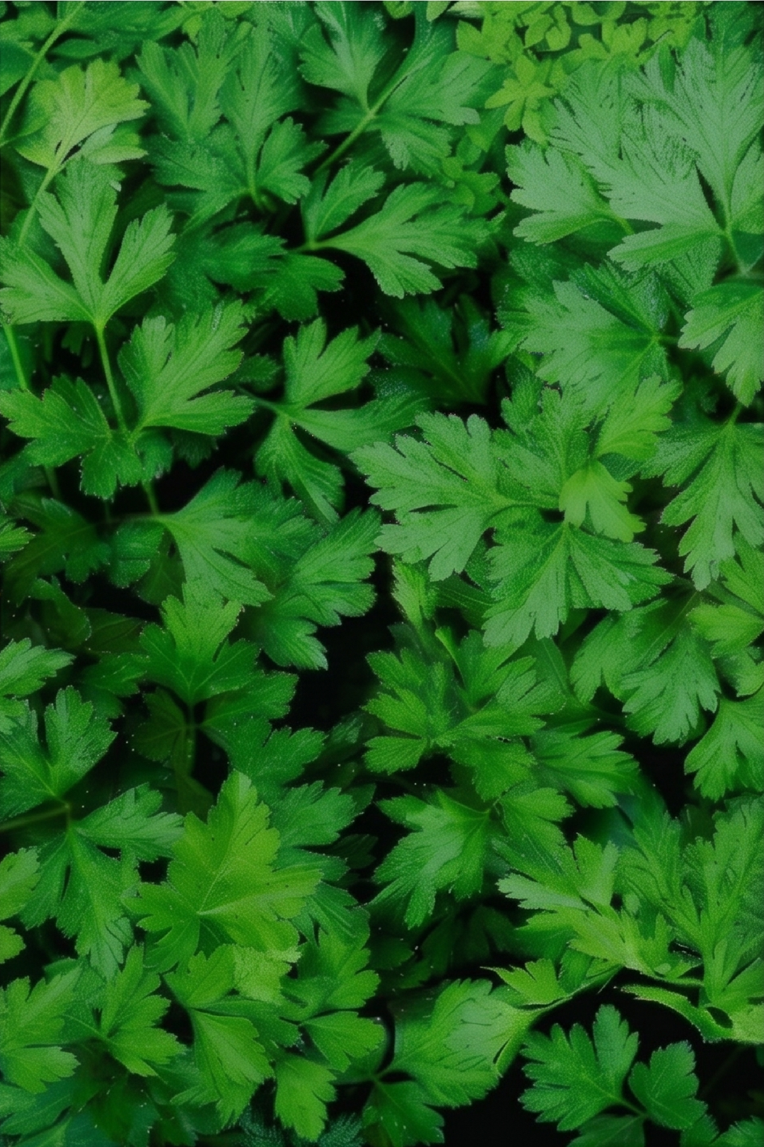 ORGANIC PARSLEY SEEDLING