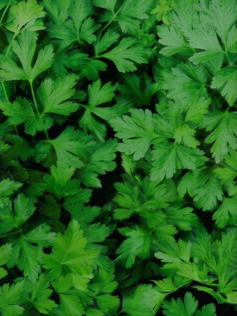 PARSLEY SEEDS