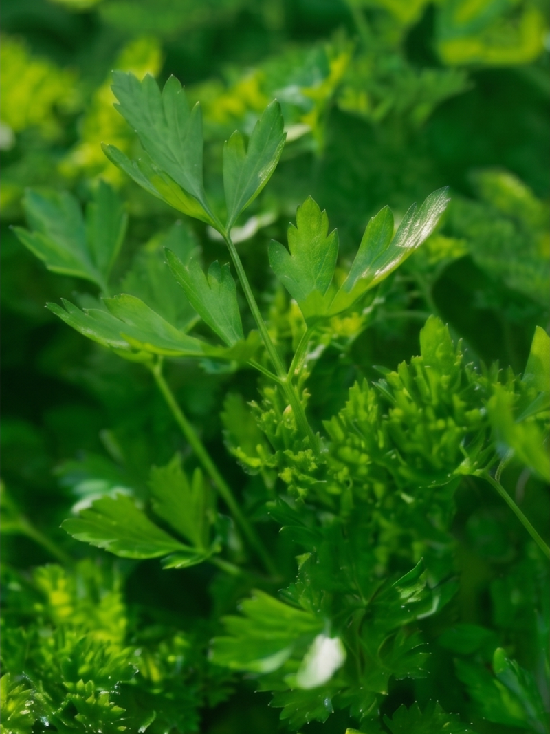 PARSLEY SEEDS