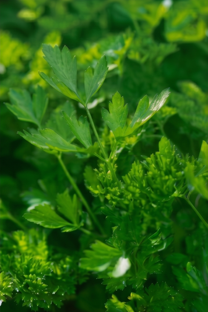 PARSLEY SEEDS