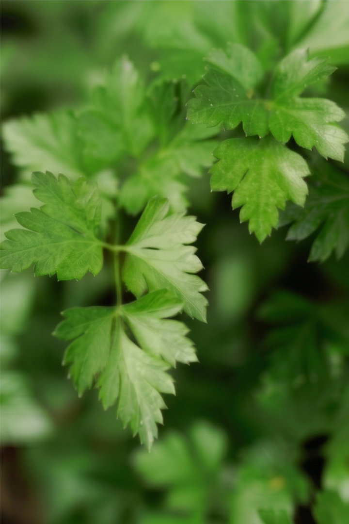PARSLEY SEEDS