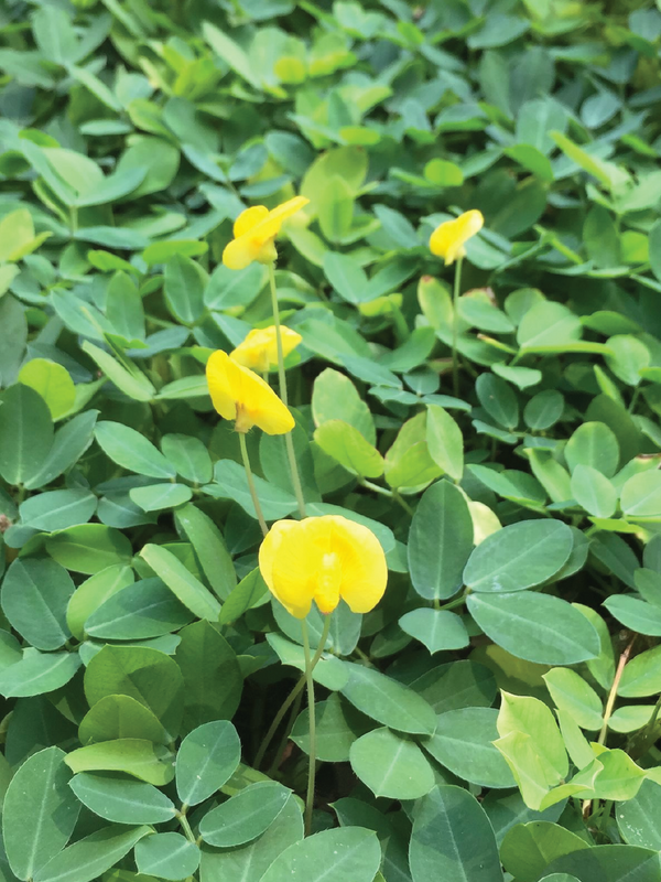 ORGANIC PEANUT SEEDLING <br>شتلات الفول السوداني العضوية