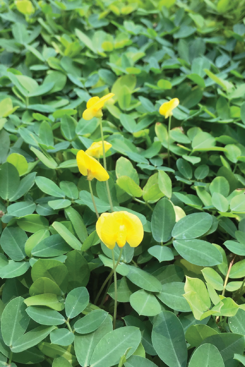 ORGANIC PEANUT SEEDLING <br>شتلات الفول السوداني العضوية