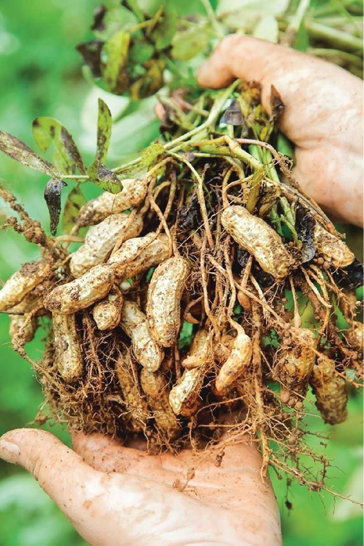 ORGANIC PEANUT SEEDLING <br>شتلات الفول السوداني العضوية