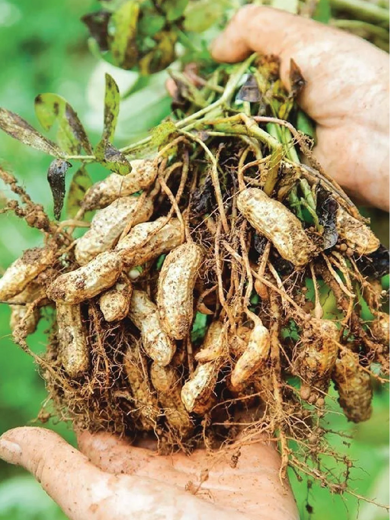 PEANUT SEEDS