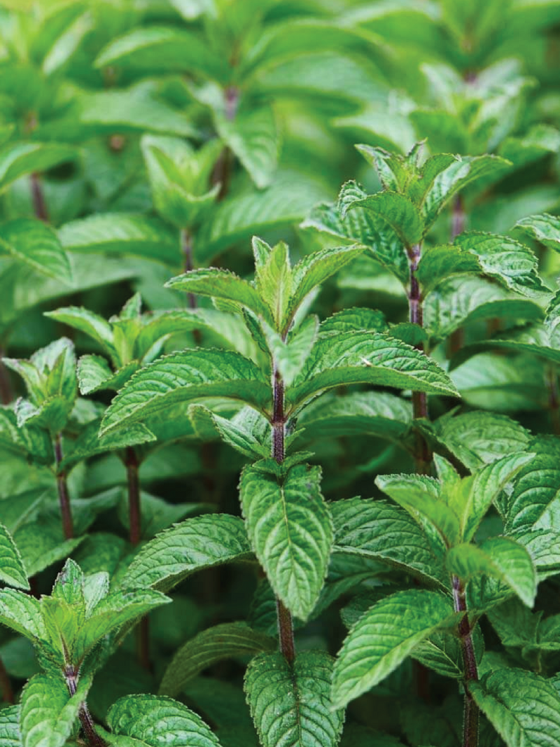 PEPPERMINT SEEDS <br> بذور النعناع بيبرمنت