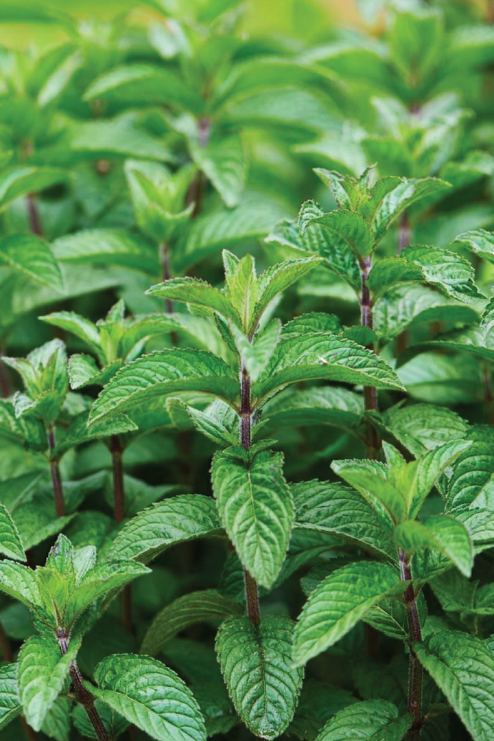 PEPPERMINT SEEDS <br> بذور النعناع