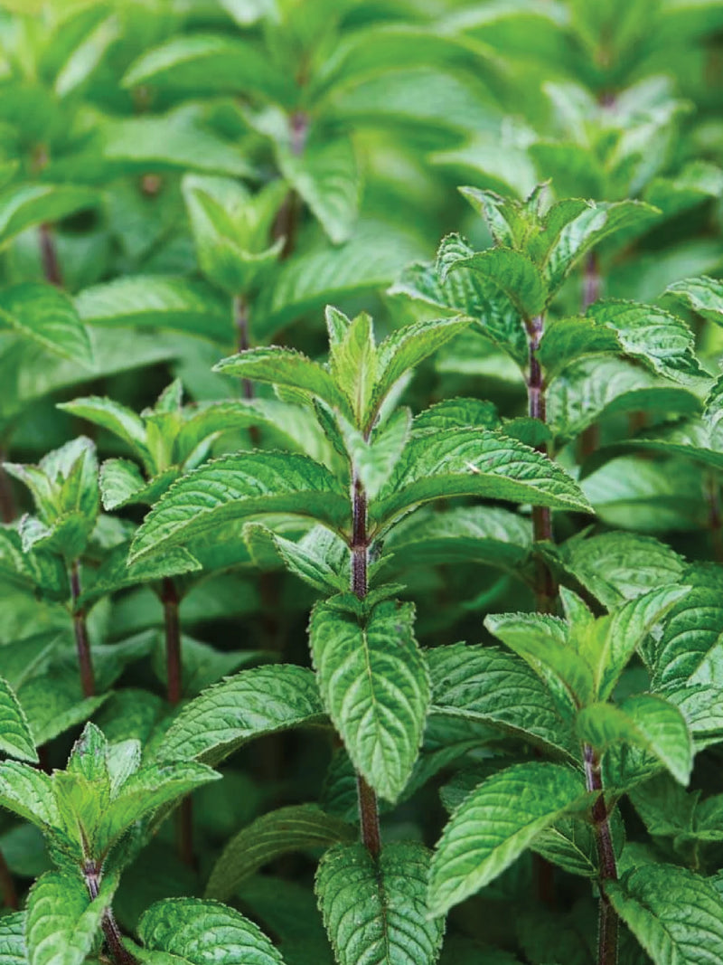 ORGANIC PEPPERMINT SEEDLING <br>شتلات النعناع بيبرمنت العضوية