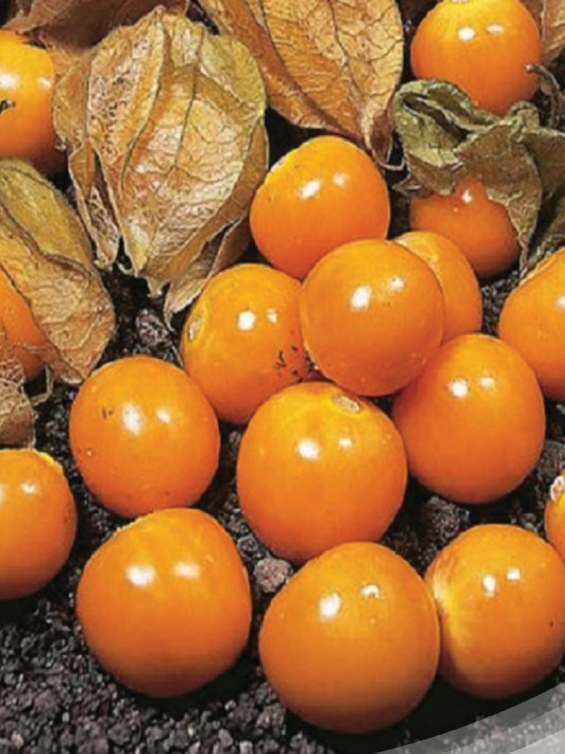 PHYSALIS SEEDS<br> بذور الحرنكش