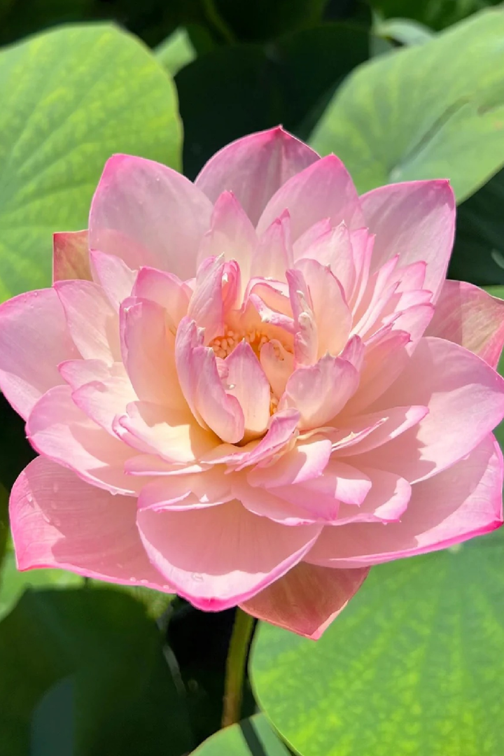 PINK BEAUTY LOTUS SEEDS