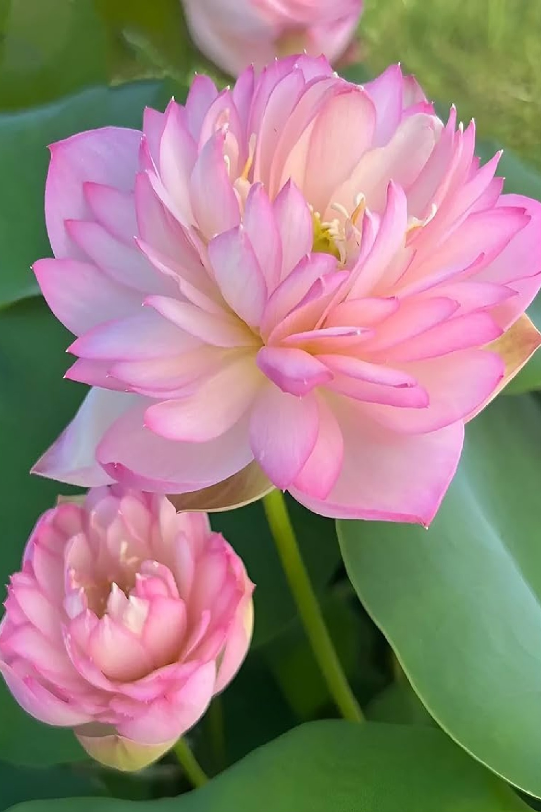 PINK BEAUTY LOTUS SEEDS