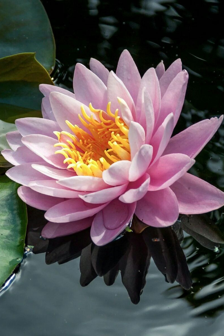 PINK BEAUTY LOTUS SEEDS