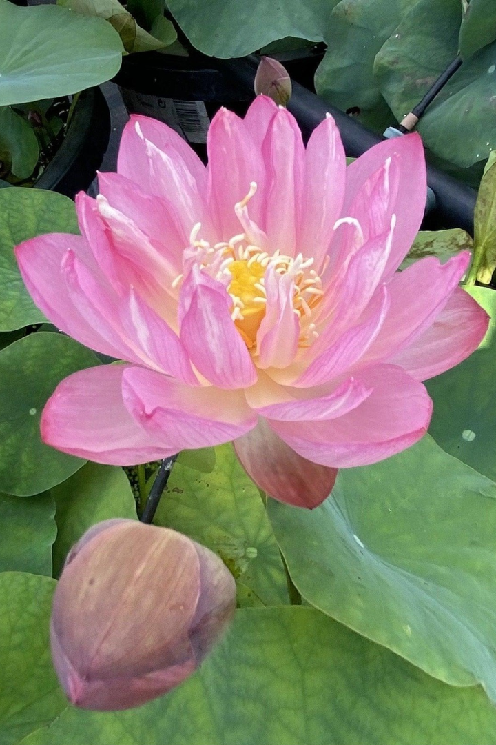 PINK BEAUTY LOTUS SEEDS