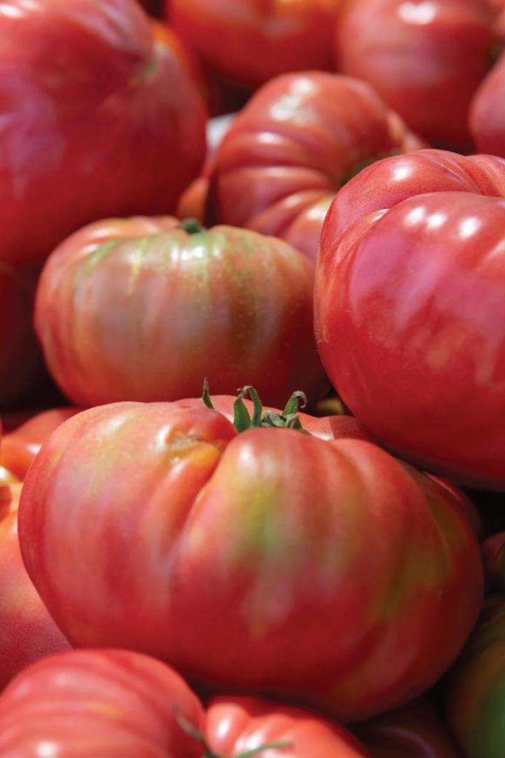 ORGANIC PINK TOMATO BRANDYWINE SEEDLING