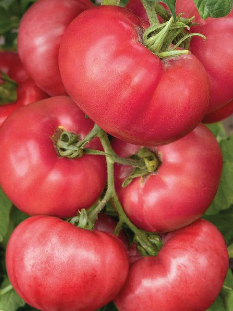 TOMATO BRANDYWINE PINK SEEDS <br>بذور طماطم براندي واين الوردي