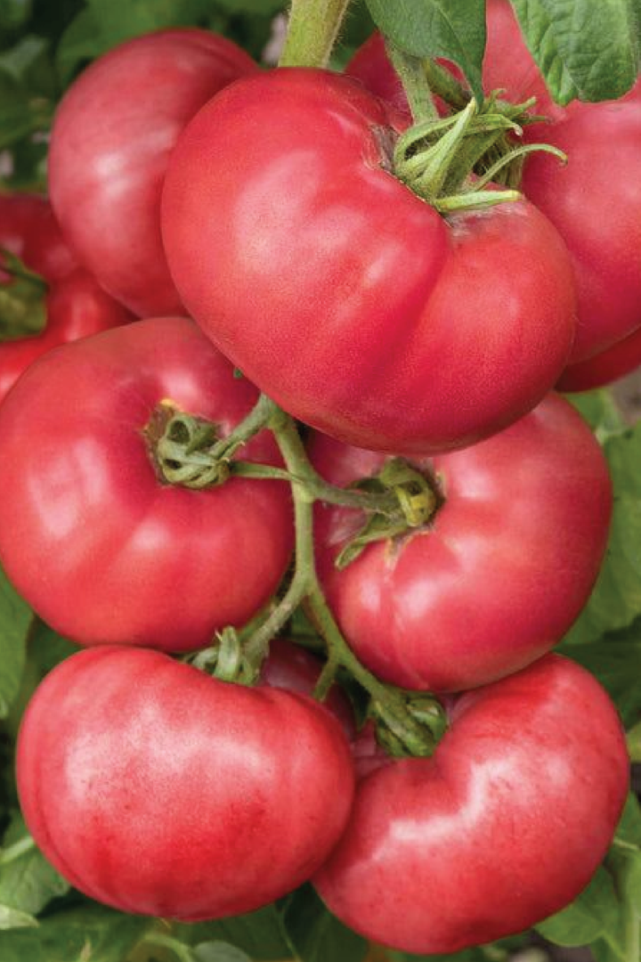 ORGANIC PINK TOMATO BRANDYWINE SEEDLING