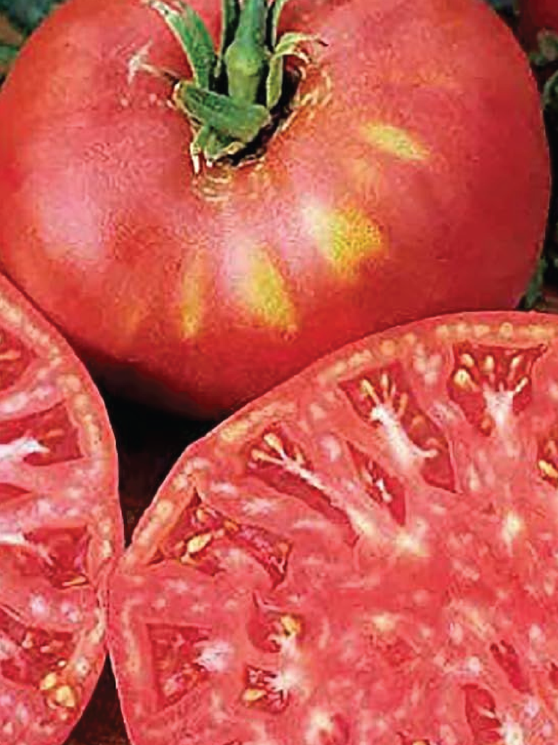 TOMATO BRANDYWINE PINK SEEDS <br>بذور طماطم براندي واين الوردي