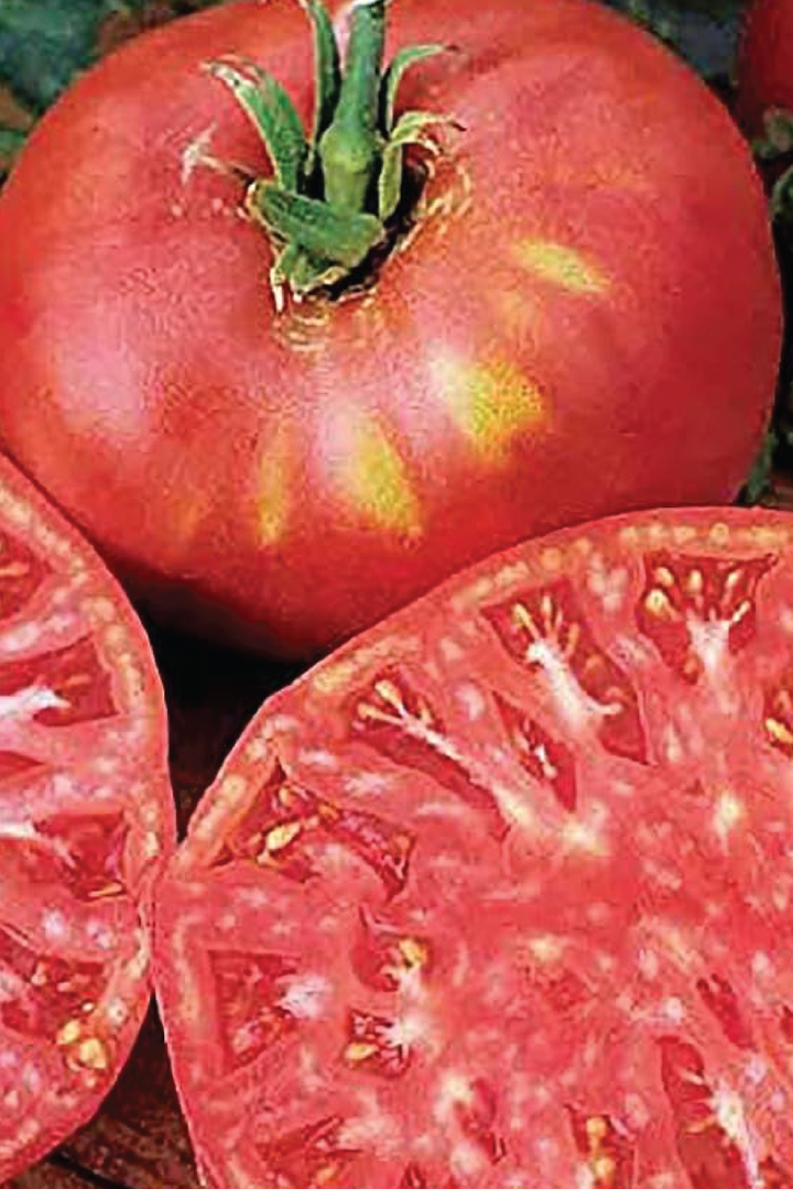 ORGANIC PINK TOMATO BRANDYWINE SEEDLING