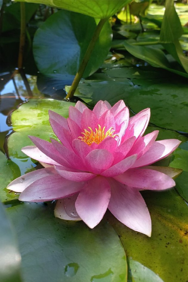 PINK BEAUTY LOTUS SEEDS