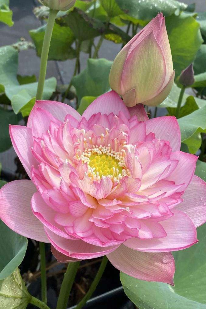 PINK LADY LOTUS SEEDS