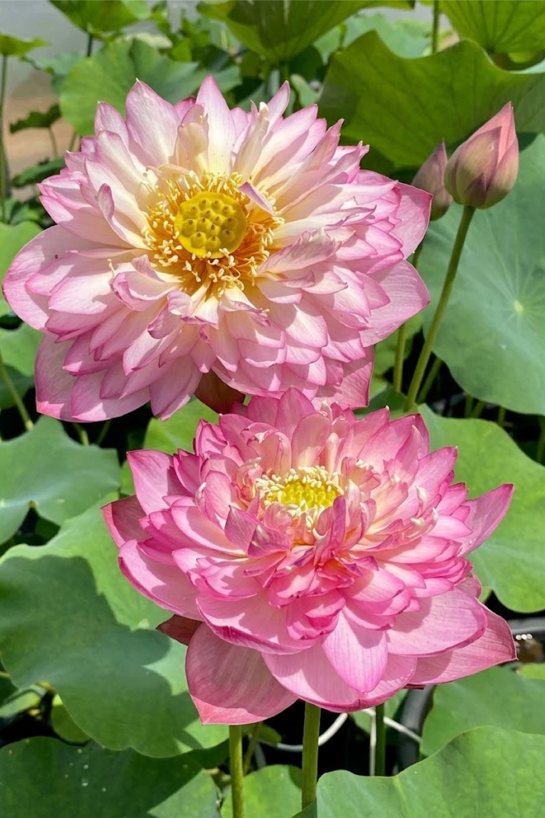 PINK LADY LOTUS SEEDS