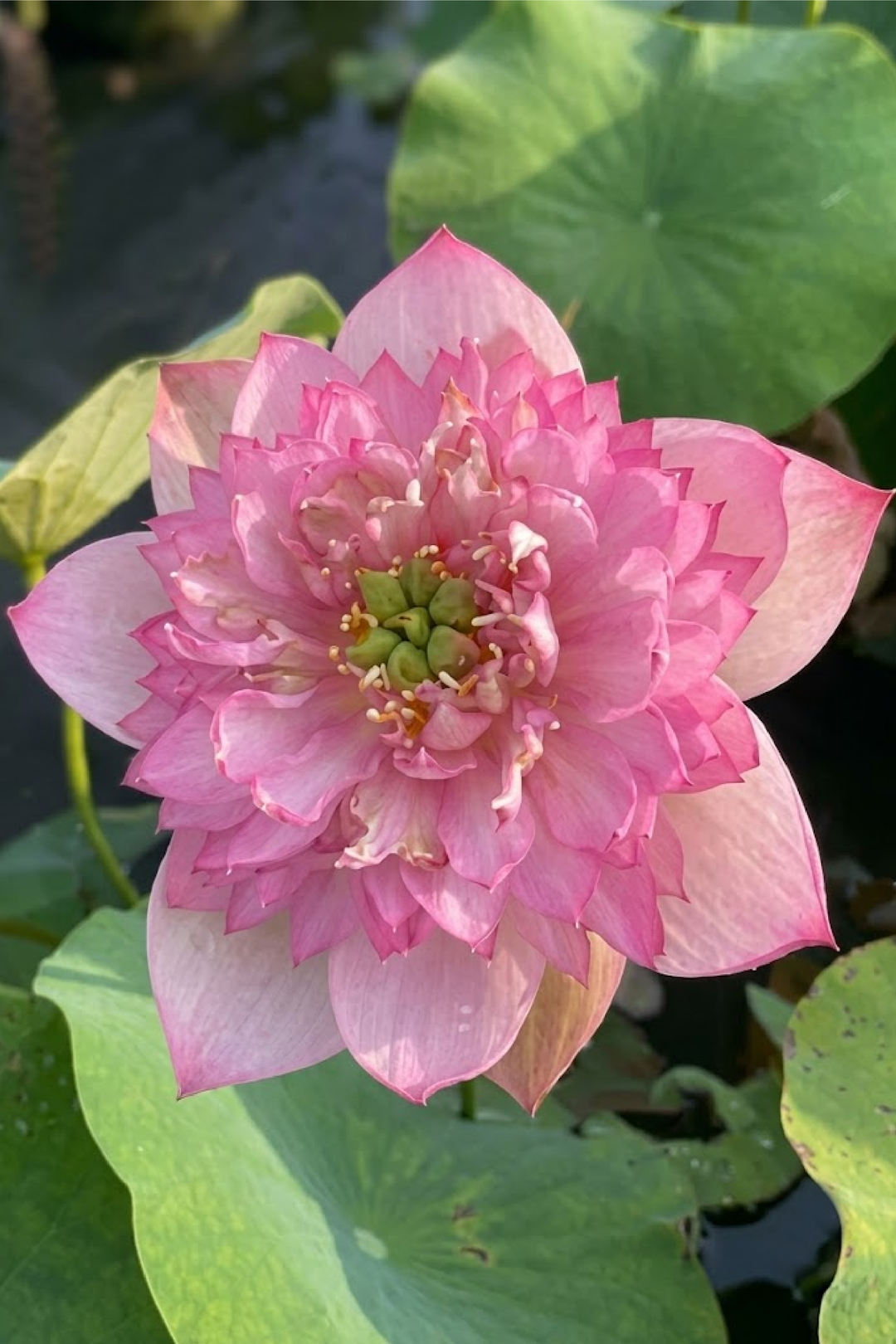 PINK LADY LOTUS SEEDS