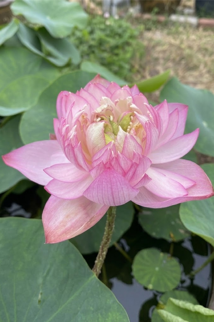 PINK LADY LOTUS SEEDS