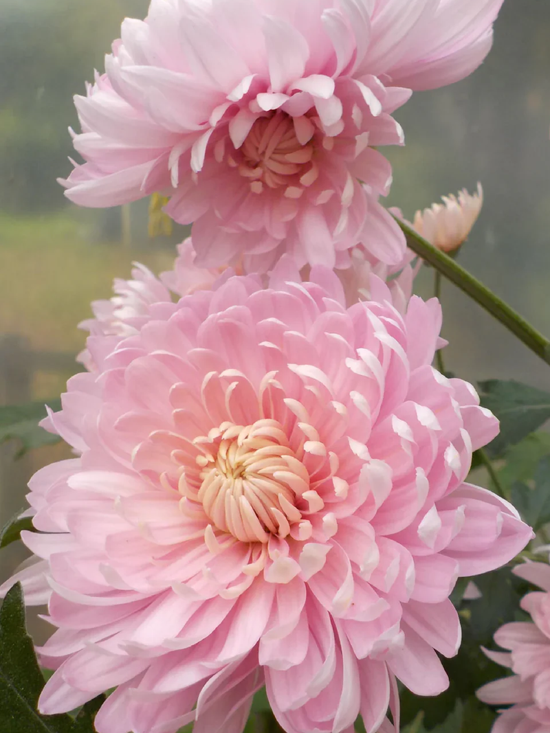 PINK CHRYSANTHEMUM SEEDS
