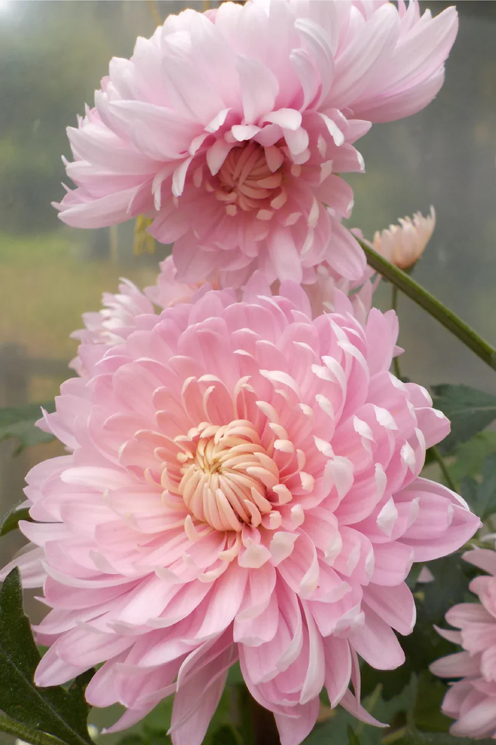 PINK CHRYSANTHEMUM SEEDS