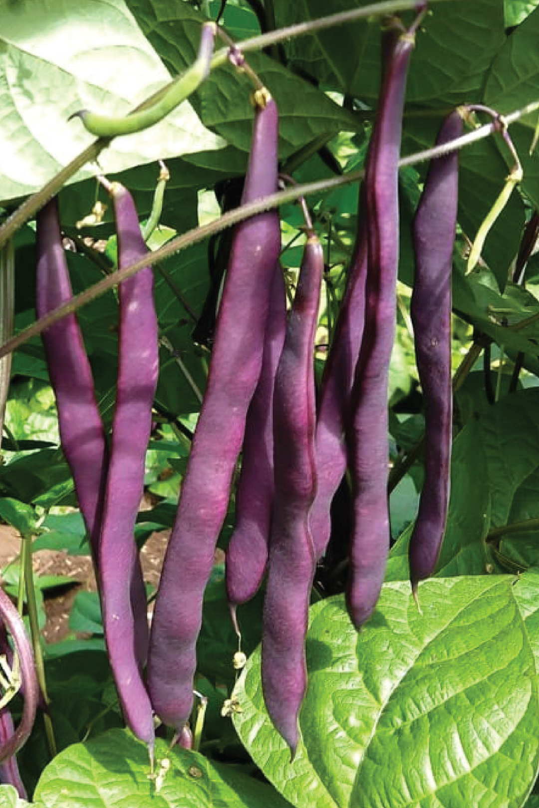 PINKEYE COWPEA SEEDS