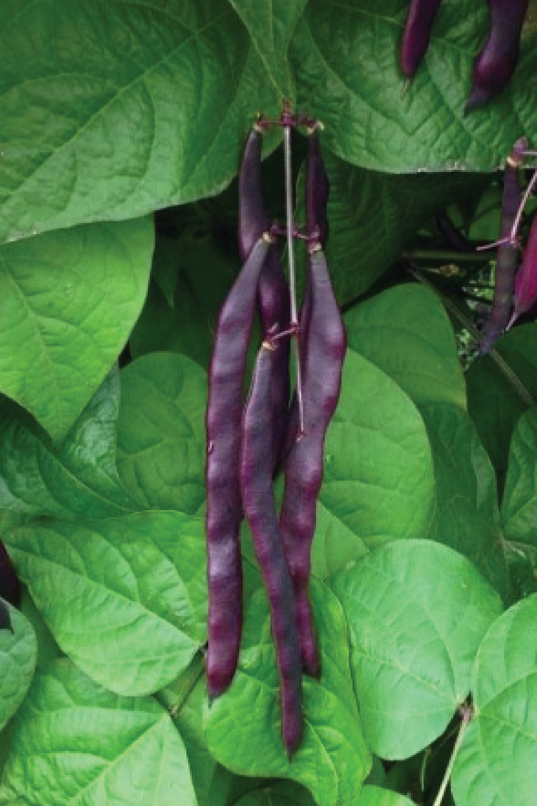 PINKEYE COWPEA SEEDS
