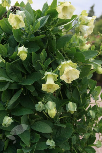 CUP AND SAUCER WHITE FLOWER SEEDLING