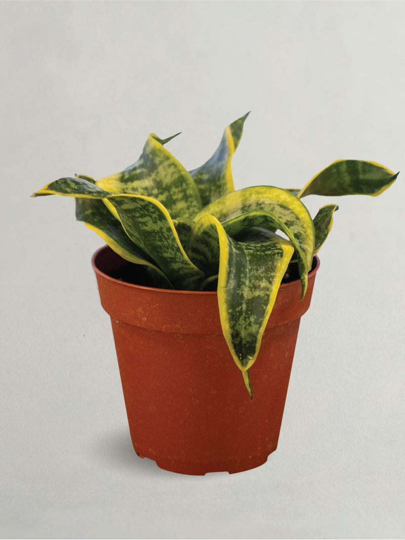 SANSEVIERIA TORNADO (SNAKE PLANT)
