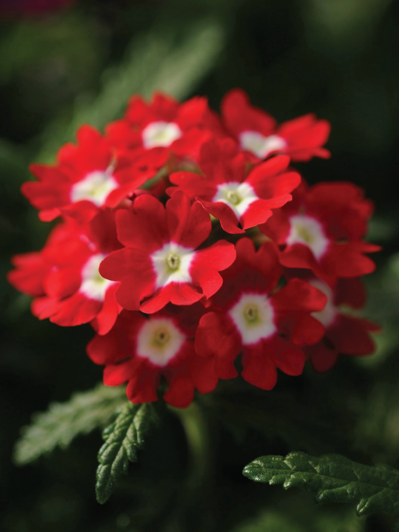 VERBENA OBSESSION RED EYE FLOWER SEEDLING <br> شتلات زهور الفربينا اوبسيشن رد آي