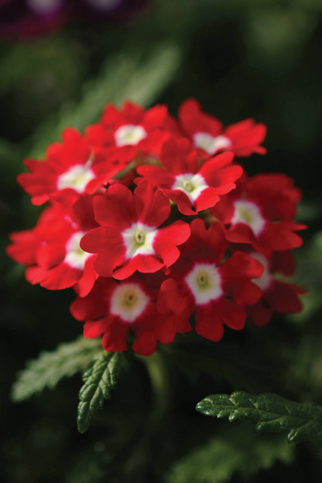 VERBENA OBSESSION RED EYE FLOWER SEEDLING <br> شتلات زهور الفربينا اوبسيشن رد آي