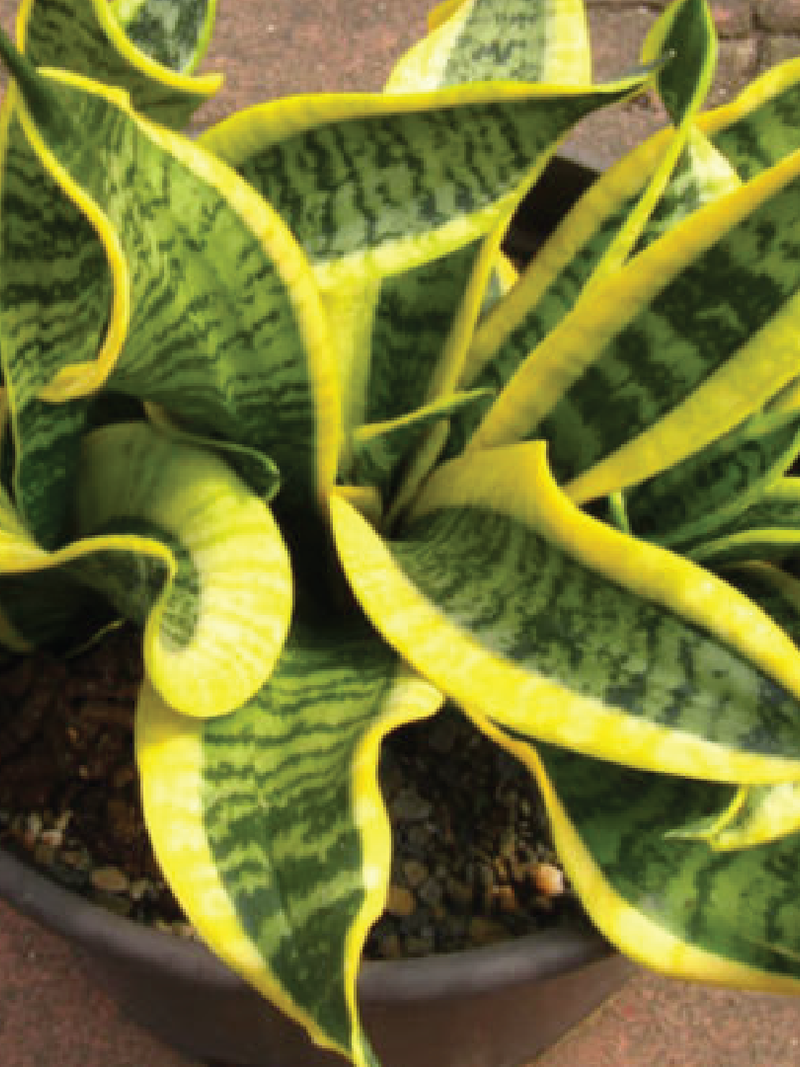 SANSEVIERIA TORNADO (SNAKE PLANT)