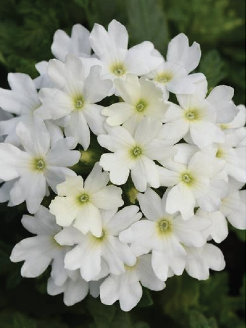 VERBENA FIREHOUSE WHITE FLOWER SEEDLING <br> شتلات زهور الفربينا فايرهاوس وايت